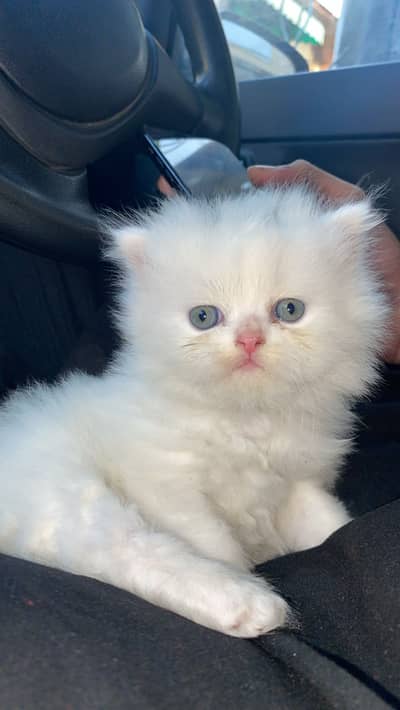 Persian cat kitten