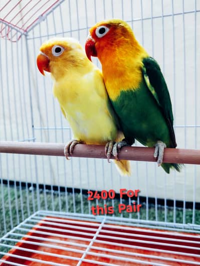 Love Bird Breeder Pairs