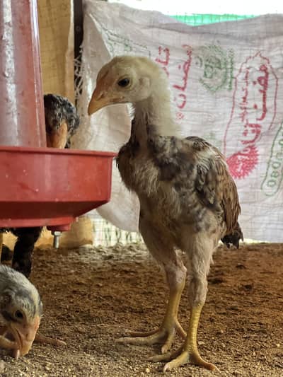 Aseel shamo  healthy and active chicks for sale