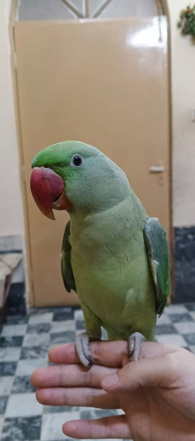 raw parrot