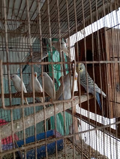Australian Budgies parrots for sale