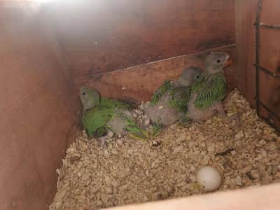 Ringneck chicks 4800