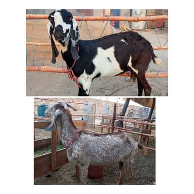Healthy Goats For Sale 03420987931