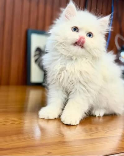 Persian female kitten for sale delivery available all Pakistan