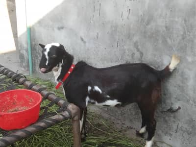 teda male ha Pure barbara or bakri ha barbari 6 dant ha exchange hojy