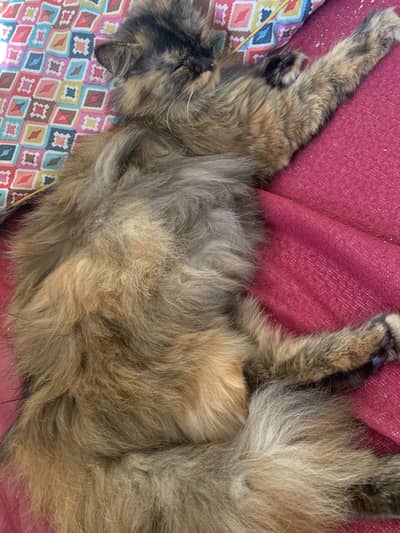 Persian cat triple coat