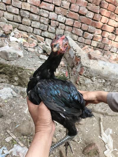 Thai Cross Healthy Chicks (4 Months) Available 