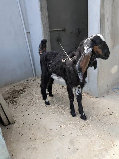 Male Bakra for Sale – 5 to 6 Month Old – Healthy Goat