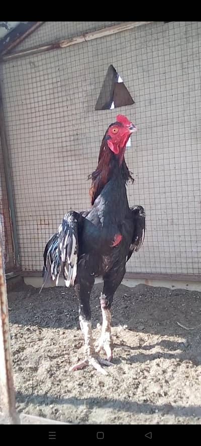 High Quality Cheena Aseel Murgha available. . .