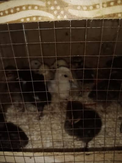 Desi chicken for sale all age available