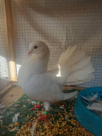 peigen 1 male 1 chicks