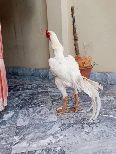 pure aseel japanese shamo