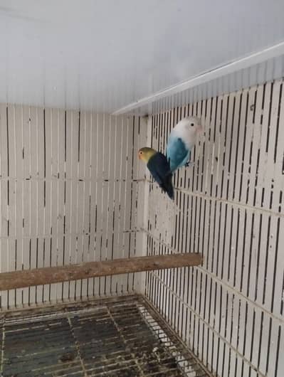 parblue Opline/ pale fellow into Blue Opline