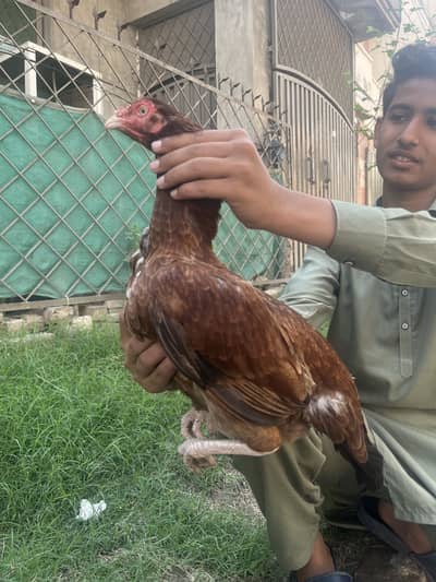 Hen for sale female