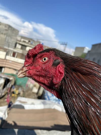 high quality mushka aseel