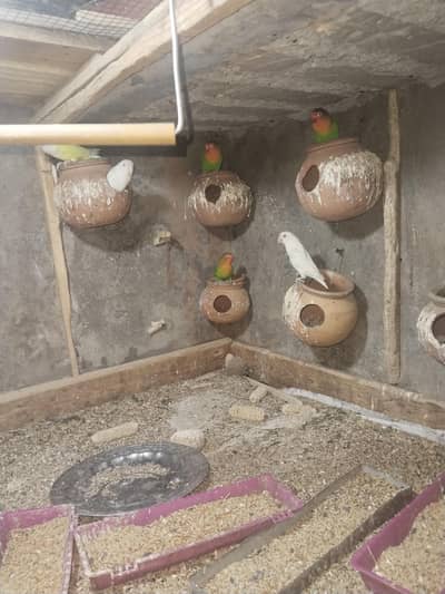 top quality cocktail and love birds