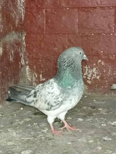 highflyer male pigeon urgent sale
