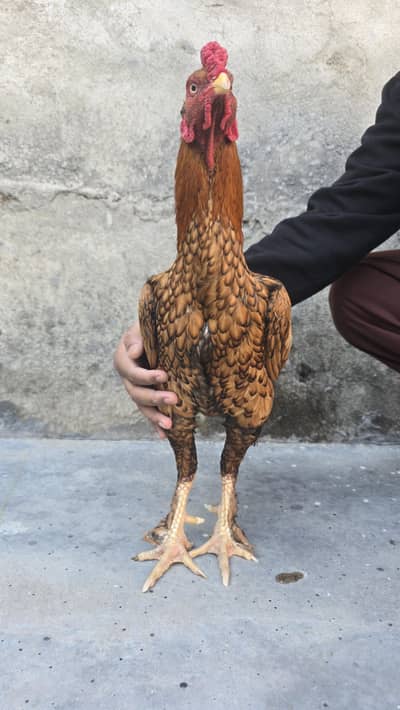 Aseel Murgha peela shajraI(indian nasal)