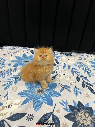 Persian Kitten for Sale – Premium Quality | Female | 2 Months Old