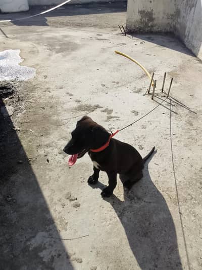 Labrador puppy full active  Whatsapp num 03335637805