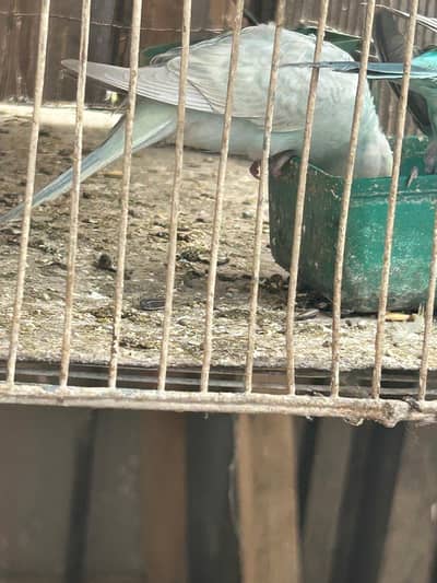 budgie phatay for selll