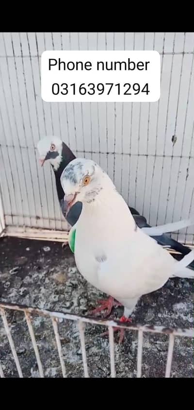 1 pair Patti waley end 1 pair hi flyer pigeon