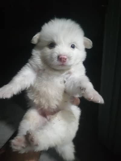 Russian Zero size pink nose puppies