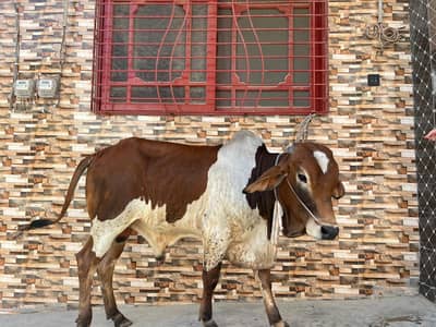 for sale bachra mobile no:0331-7518658