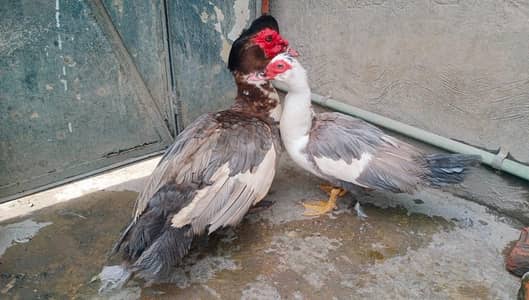 silver masko duck pair 03164350590