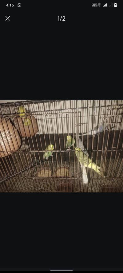 4 Breeding pair with babies and and 3 Females for Sale With Cage