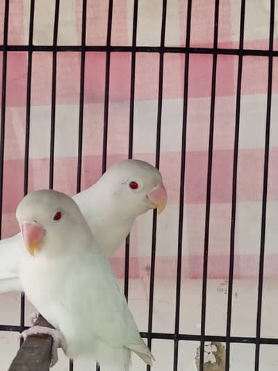 albino red eyes dokino loteno