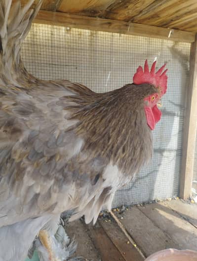 Blue heavy buff male healthy and active ready to breed