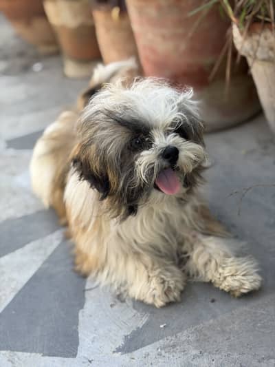 Shih Tzu (dog)
