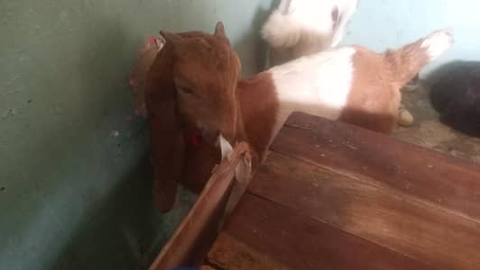 3 Bakra for sale final 55 hazar