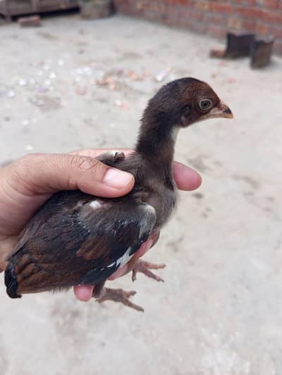 Aseel Chicks for Sale