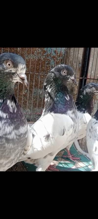 kantakash faqeer Gul for sell