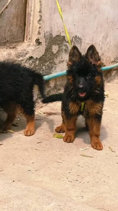 German shepherd puppies  my WhatsApp number o32452852o7
