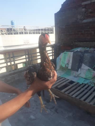 Aseel shamo cros chnini