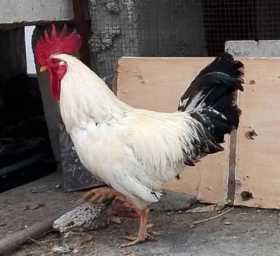 2 Desi murgha for sale Urgent sale, serious buyer contact only