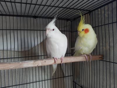 TWO HAND TAMED COCKATIELS (RED ENO)