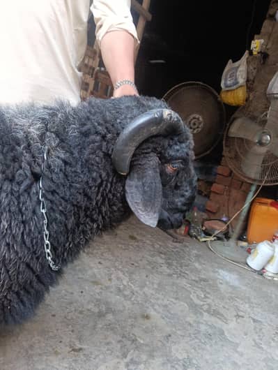 heavy waight may hn chatra/dumba/maindha