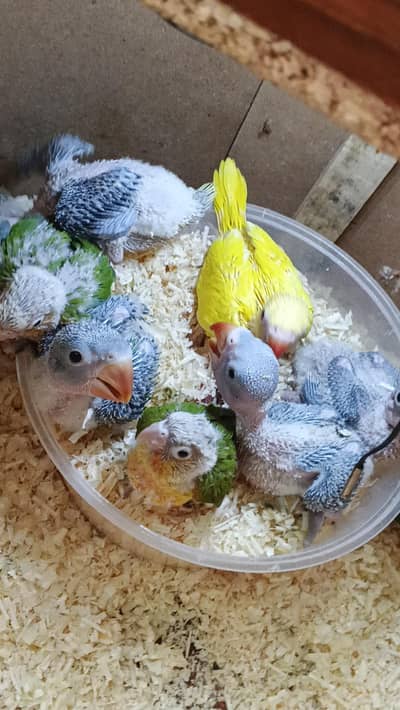 parrot | parrot chick's | yellow parrot | parrot chick's for sale