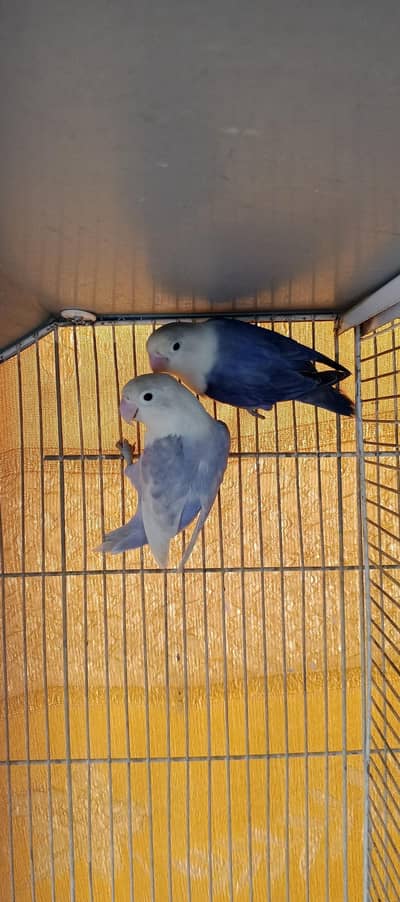 love birds young breeder 6 pairs