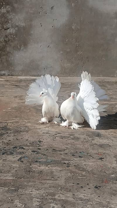 white American 3044349027