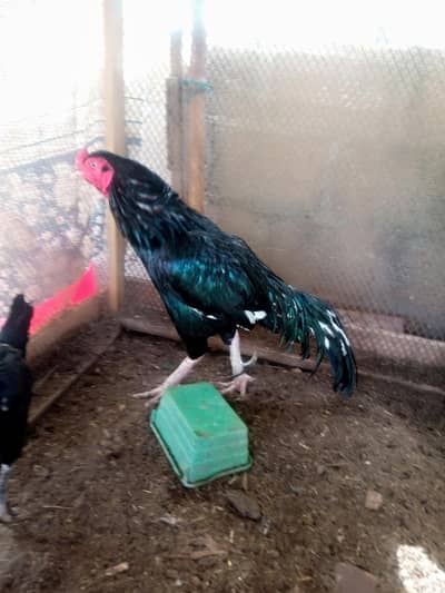 Assalam o Alikum Aseel lasani pair for sale WhatsApp num 03100128288