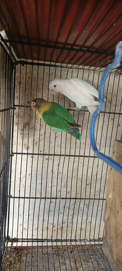love birds breedar piar