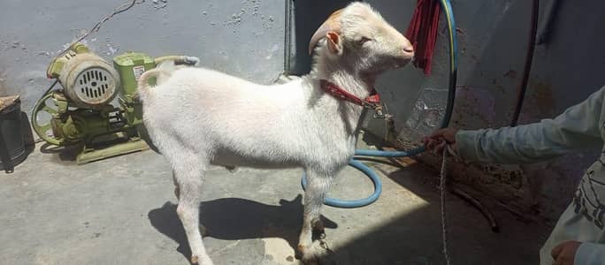 punjab nasal ki bakri or ek path