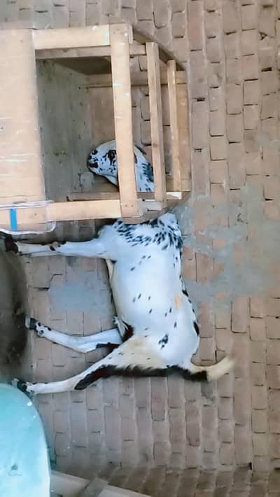 piuer dasi maki chana kassi bakra