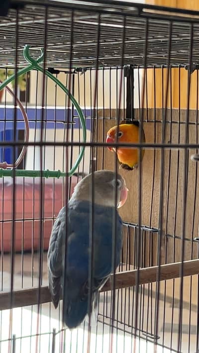 Love birds pair