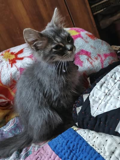 Persian Cat Baby Male